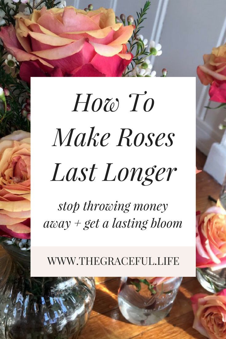 How To Make Roses Last Longer Dream Home Pinterest Flower How To Make Roses Last Longer Stop Throwing Money Away And Get A Lasting Bloom
