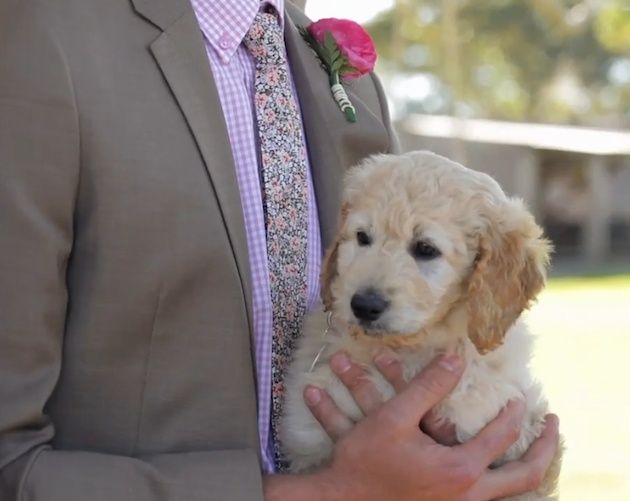 This groom surprised his bride with puppy she'd always wanted at the end of the aisle! Imgur