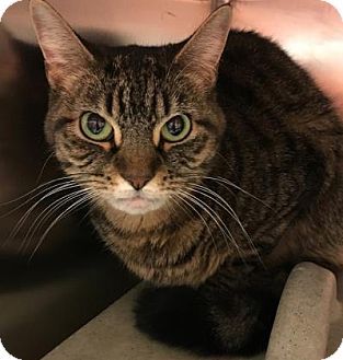 Adopt Philadelphia Animal Welfare Society Paws Philadelphia Animal Welfare Kitten Adoption Animal Welfare Society Pets