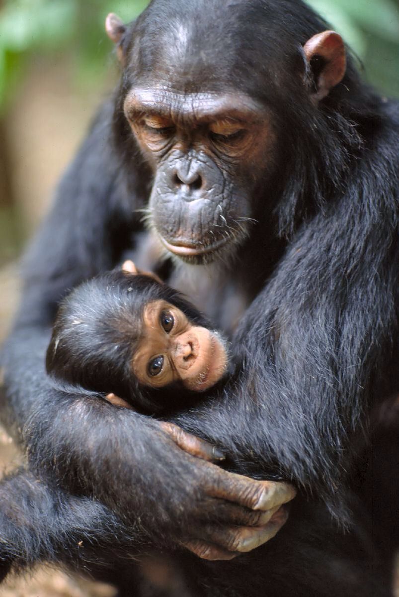 All About Chimpanzees