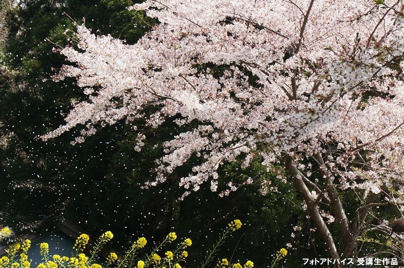 桜吹雪の撮り方 舞い散る桜を捉えるシャッタースピードとプロの撮影テクニック 一眼レフの教科書 写真教室フォトアドバイス 公式 ミラーレス一眼カメラ 撮影 シャッター 桜吹雪の撮り方 舞い散る桜を捉えるシャッタースピードとプロの撮影テクニック 一眼レフの教科書 写真教室フォトアドバイス 公式 ミラーレス一眼カメラ 撮影 シャッター