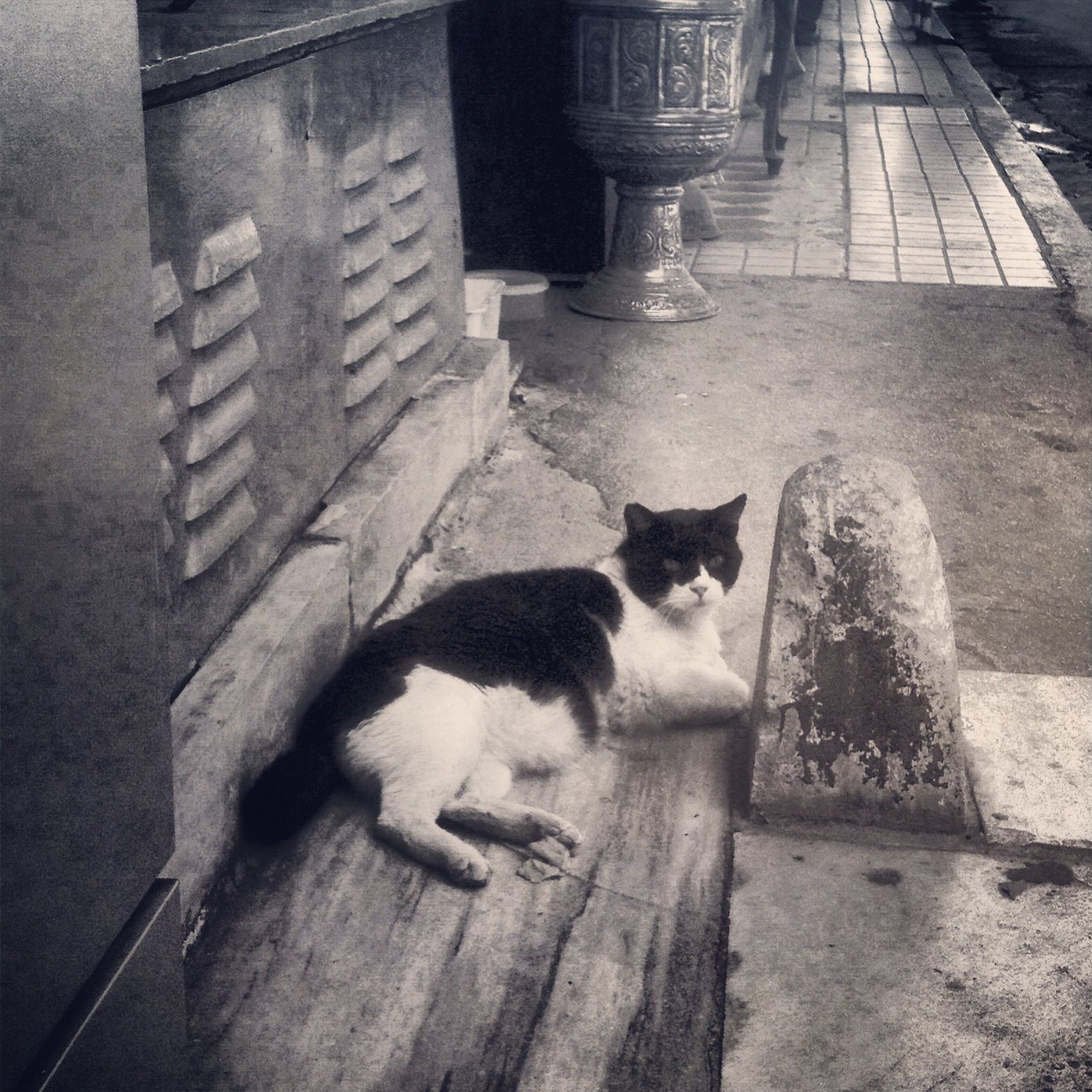 Athens Cats, Animals, Kitty