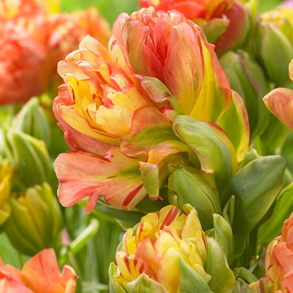 New For 2019 Tulipa Whittallii A Good Naturalizer Dating Back To 1929 It Has Star Shaped Glowing Yellow Orange Flowers Botanical Tulip Bulb Flowers Tulips