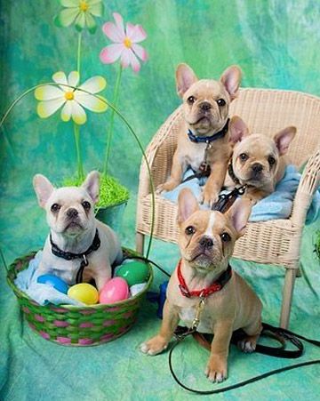 Frenchies French Bulldog Baby Puppies Cute Baby Animals