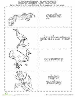 rainforest animal memory match 2nd grade worksheets educationcom