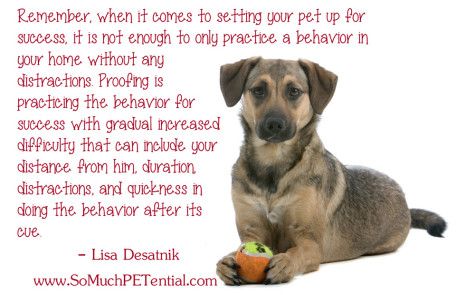 Dog Training Tip Proofing Behavior By Cincinnati Dog Trainer