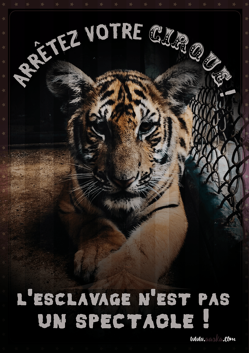Epingle Sur Tigr Epingle Sur Tigr