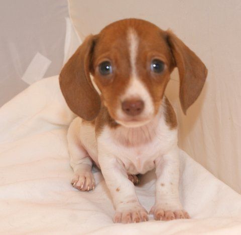 Cutest Doxie Baby Ever 3 Dogs Kids Dachshund Love Cute Puppies