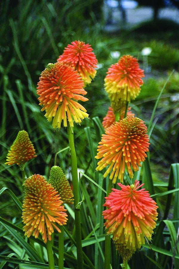 Buy red hot poker plants near me location Buy red hot poker plants near me location