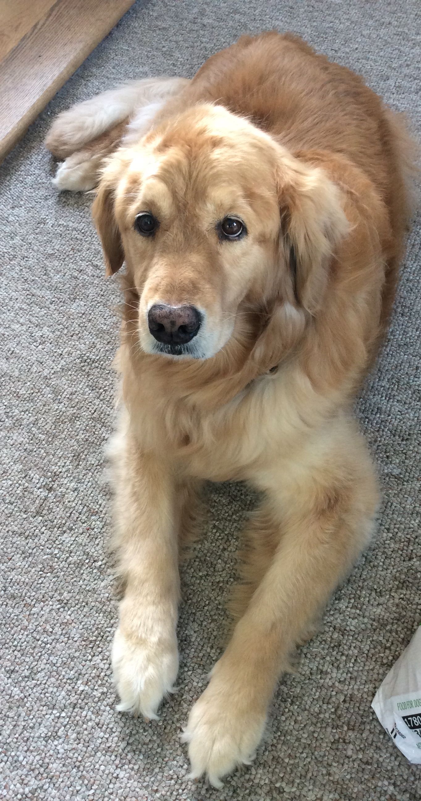 Pin By Sue Silhanek On Golden Love Golden Dog Dog Lovers Dog Life