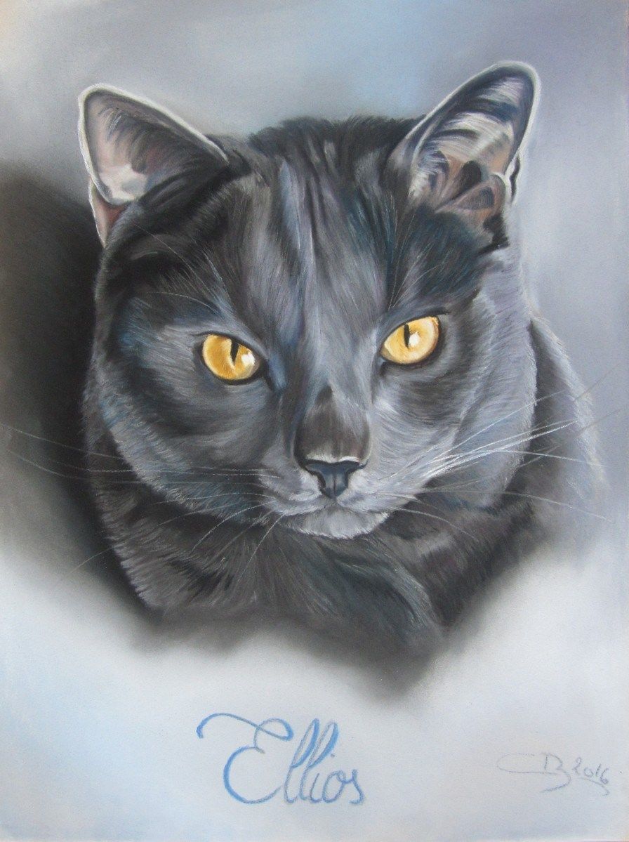 Chartreux Aux Pastels Secs Pastel Sec Dessin Chat Peinture Chat Chartreux Aux Pastels Secs Pastel Sec Dessin Chat Peinture Chat