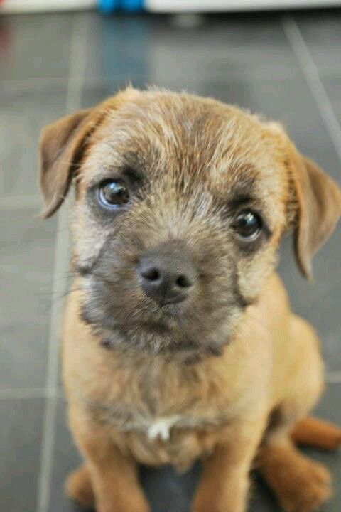 Pin By Alex Irvine On My Dave Border Terrier Border Terrier