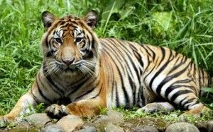 Harimau Sumatera Panthera Tigris Sumatrae Hewan Langka Di Dunia
