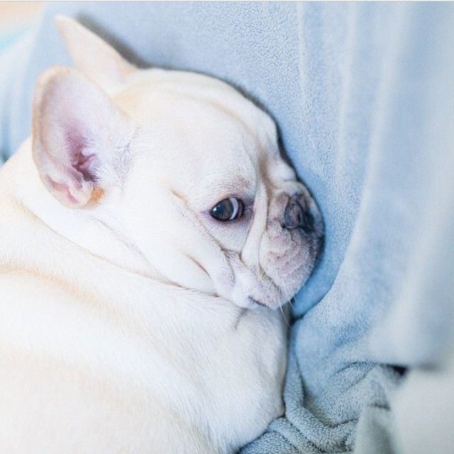 Pin By Kait Preston On Animals French Bulldog Dogs Bulldog Puppies