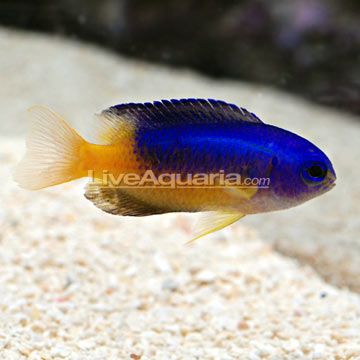 Blue Sea With Golden Fish Blue Gold Damselfish Aquarium Fish Saltwater Aquarium