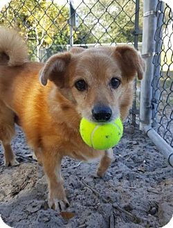 Fort Myers Fl Pomeranian Chihuahua Mix Meet Noeln A Dog For
