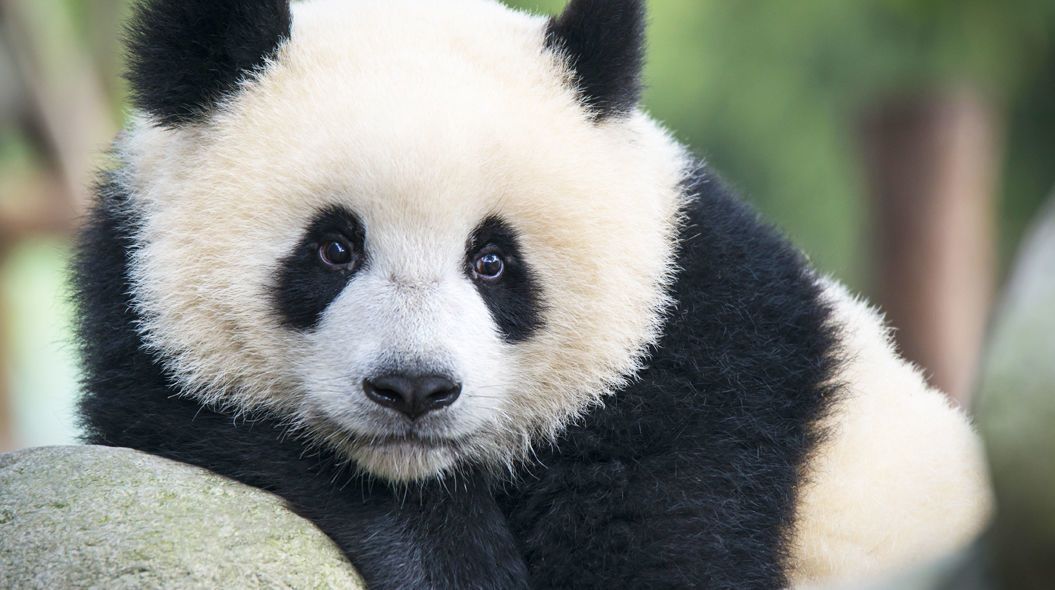 中国の研究者が パンダ語 の解読に成功 クマ パンダ 動物 中国の研究者が パンダ語 の解読に成功 クマ パンダ 動物