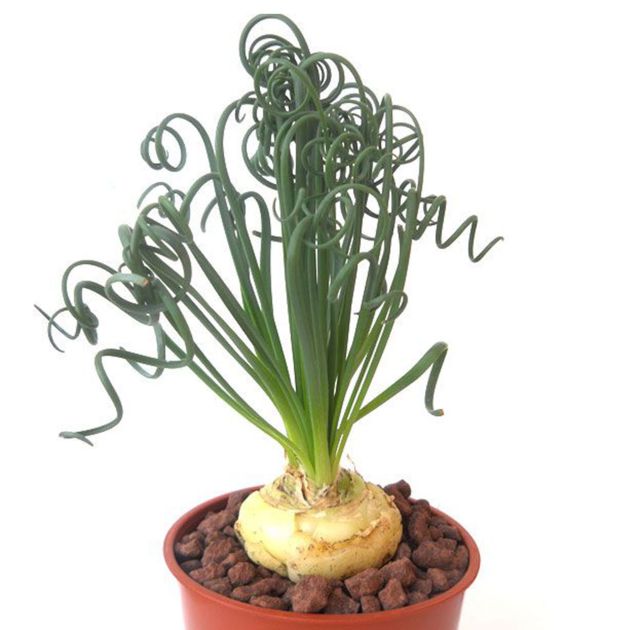 1 Bulb Stephania Erecta Caudiciform Caudex Fatplant Botanique