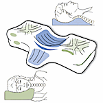 Therapeutic Pillow