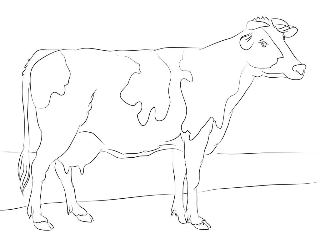 holstein cow coloring page from cows category select from 28148 printable crafts of cartoons nature animals bible and many more - Cow Coloring Page holstein cow coloring page from cows category select from 28148 printable crafts of cartoons nature animals bible and many more - Cow Coloring Page