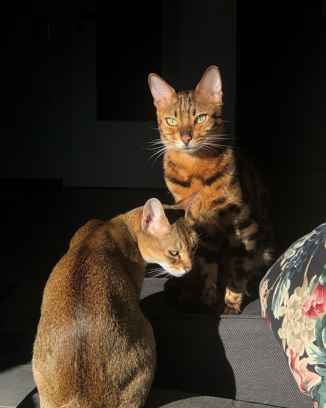 Sunny mornings ☀️ . . . #bengal #bengalcat #bengalkitten #bengalsofig #cat #catsofig #catoftheday #catlover #kitten #leopardcat #cats #catsoginstagram #bengalsofinstagram #catfish #pet #cute #pretty #catstagram #meow #animal #leopard #bigcat #smallcat #wildanimal #abyssianiancat #abessinier #abessinierkatze #abyssy #abycat