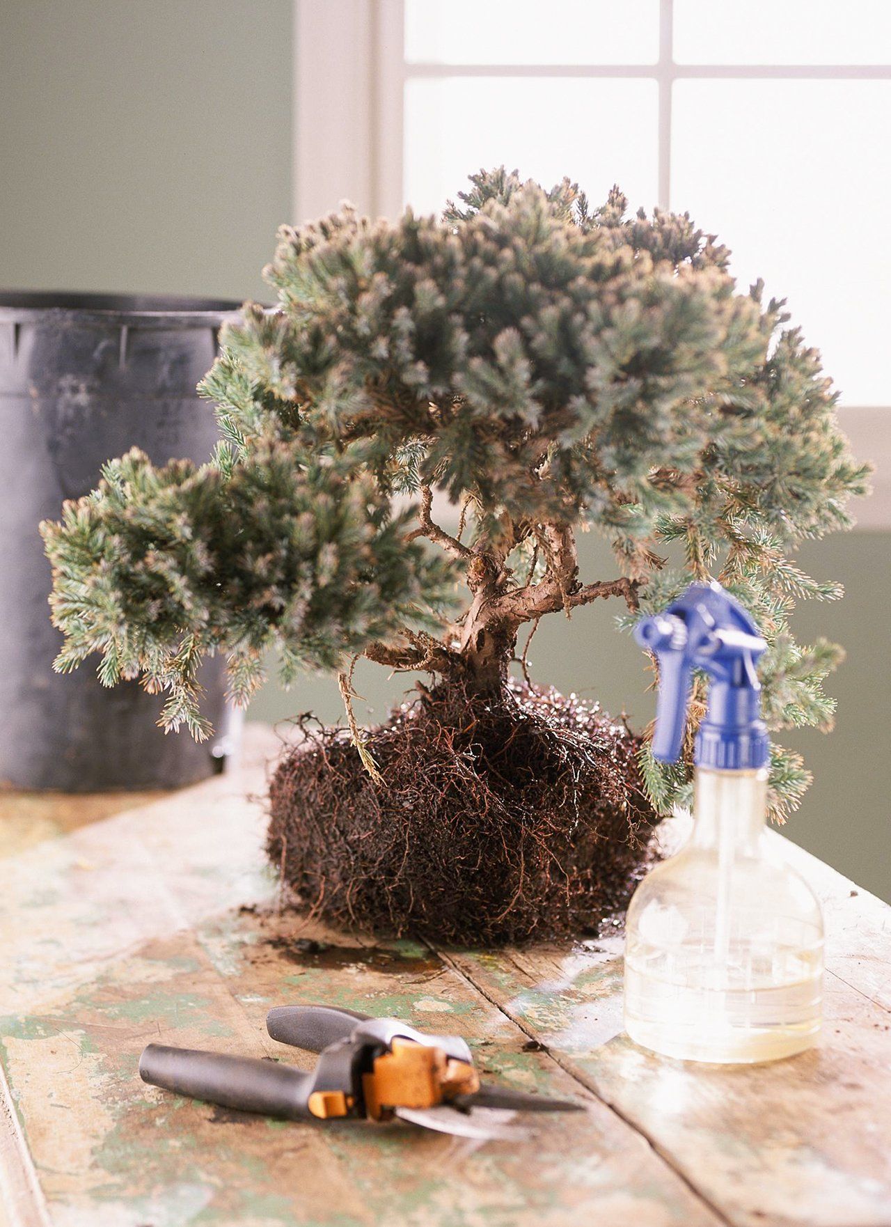 Bring Out the Beauty of the Natural World with a Bonsai Bring Out the Beauty of the Natural World with a Bonsai