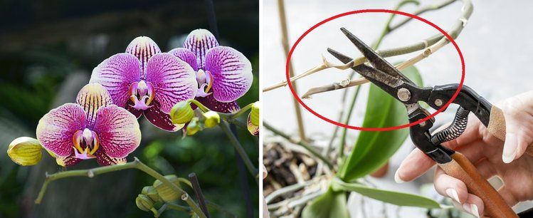 Storczyki – co zrobić, kiedy przekwitną i jak je pielęgnować? Terrarium, House Plants, Terrariums, Indoor House Plants, Foliage Plants, Houseplants, Apartment Plants