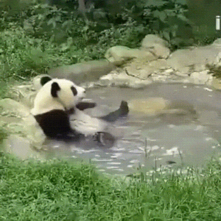 Love Bathing Giant Pandas Pinterest Cute Animals Animals And