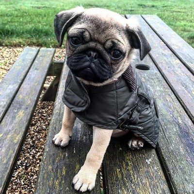 Barbour In Action Instagram Looks Pugs Cutest Dog Ever Pug Love
