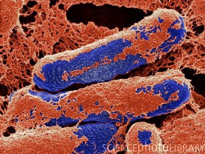 és a botulinum toxin