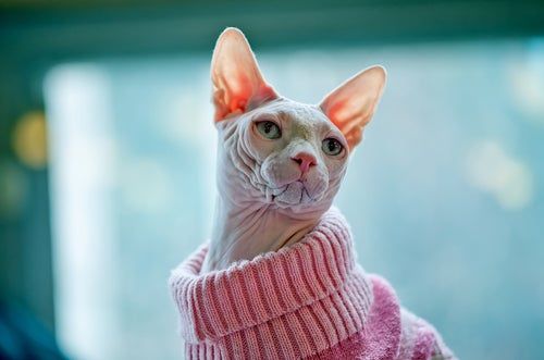 Algunas ideas de cómo hacer ropa para mascotas — Mis animales Miniature Bull Terrier, Cornish Rex, Devon Rex, Handmade Dog Collars, Chinese Crested, Samoyed, Animal Fashion, Dog Neck, Siberian Husky