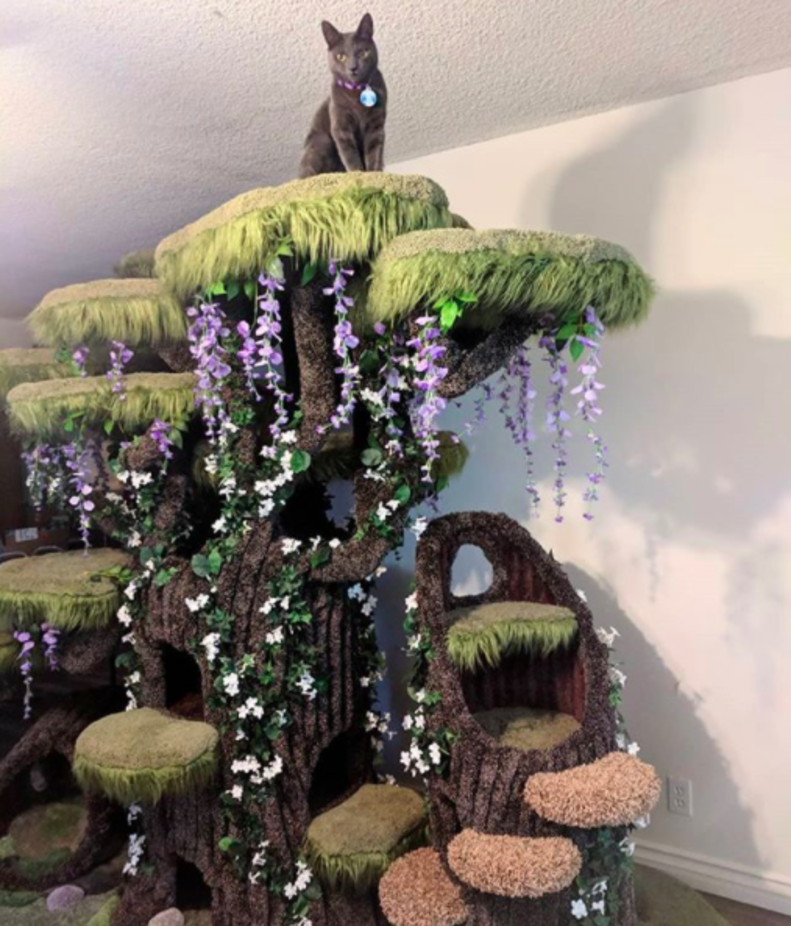 Special Needs Cat Gets The Most Magical Cat Tree