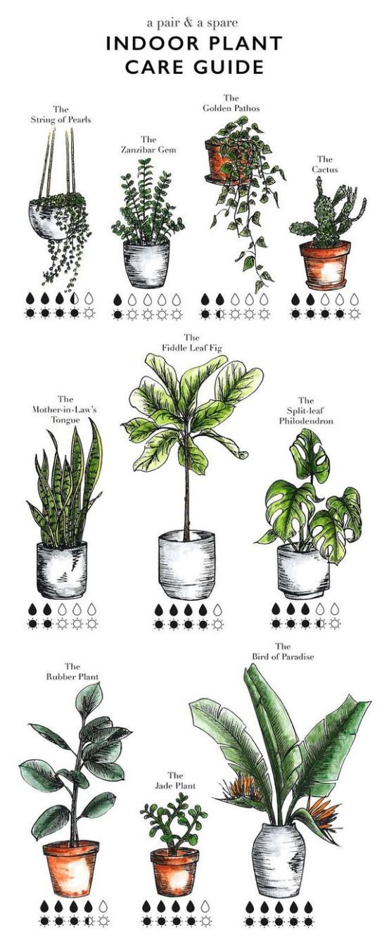 How To Perfect The Botanical Trend Plants Growing How To Perfect The Botanical Trend