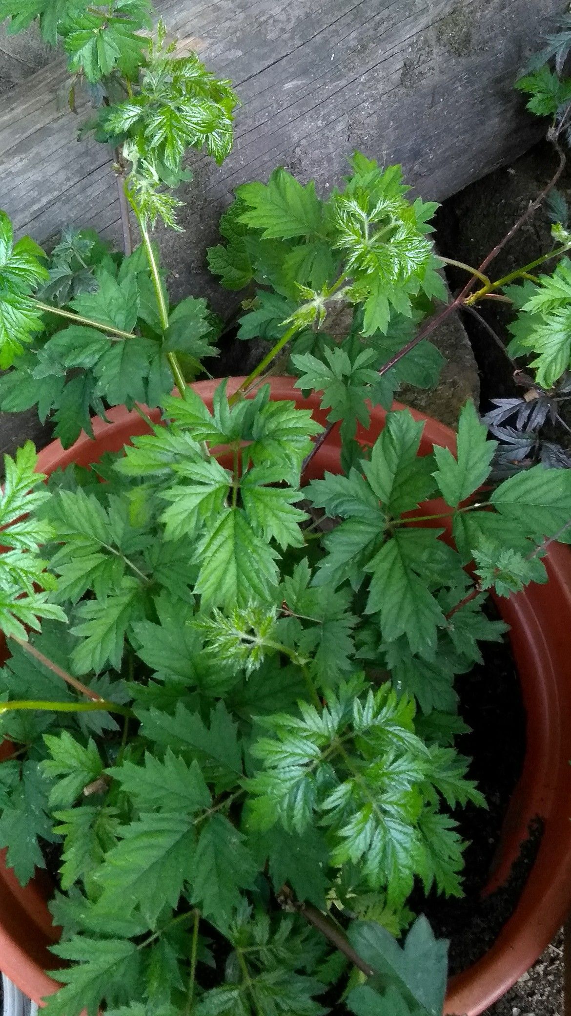 Amora Preta Em Vaso Amora Preta Em Vaso