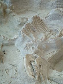 Ashfall Fossil Beds Wikipedia The Free Encyclopedia Fossil Beds Ashfall Fossil Beds Fossil