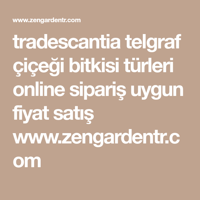 Tradescantia Nanouk Telgraf Cicegi 17 11 Tl Sukulent Sulama Bitki