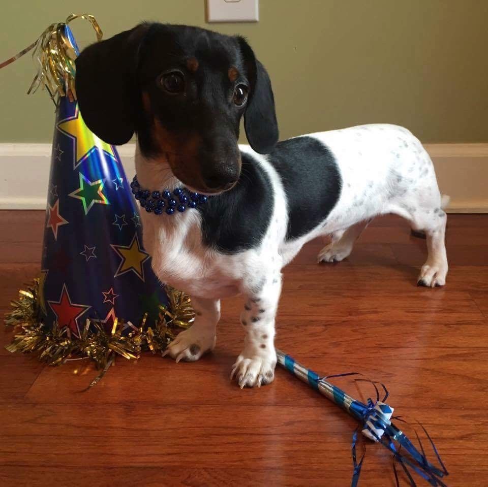 Love The Coloring On This Piebald Beauty Dachshund Cute Baby