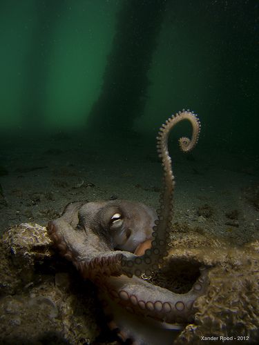 is this octopus waving