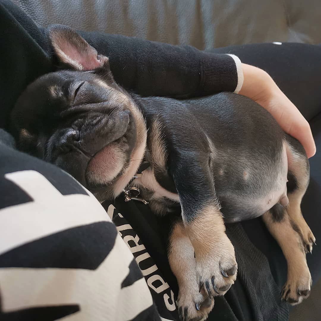 R O L O Rolo The Frenchie Uk French Bulldog Puppies Dogs Cute
