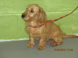 20584278 Is An Adoptable Poodle Dog In Lenoir Nc 7 29 13 3