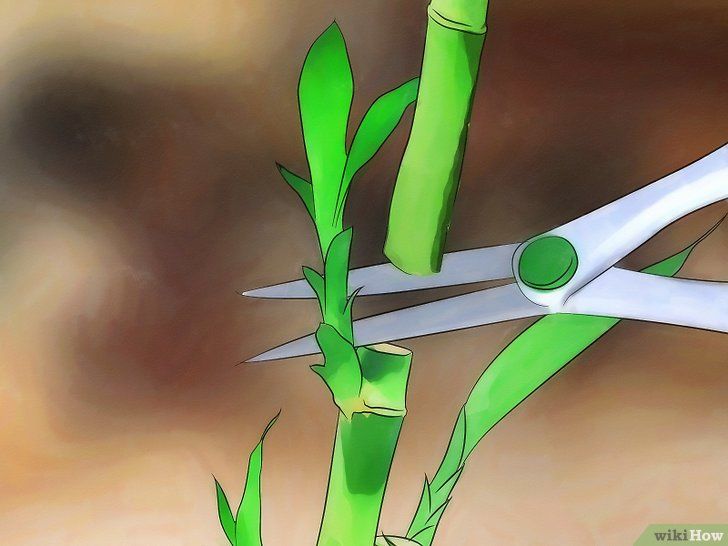 Como Cuidar De Um Bambu Da Sorte 12 Passos com Imagens Lucky Bamboo Como Cuidar De Um Bambu Da Sorte 12 Passos com Imagens Lucky Bamboo