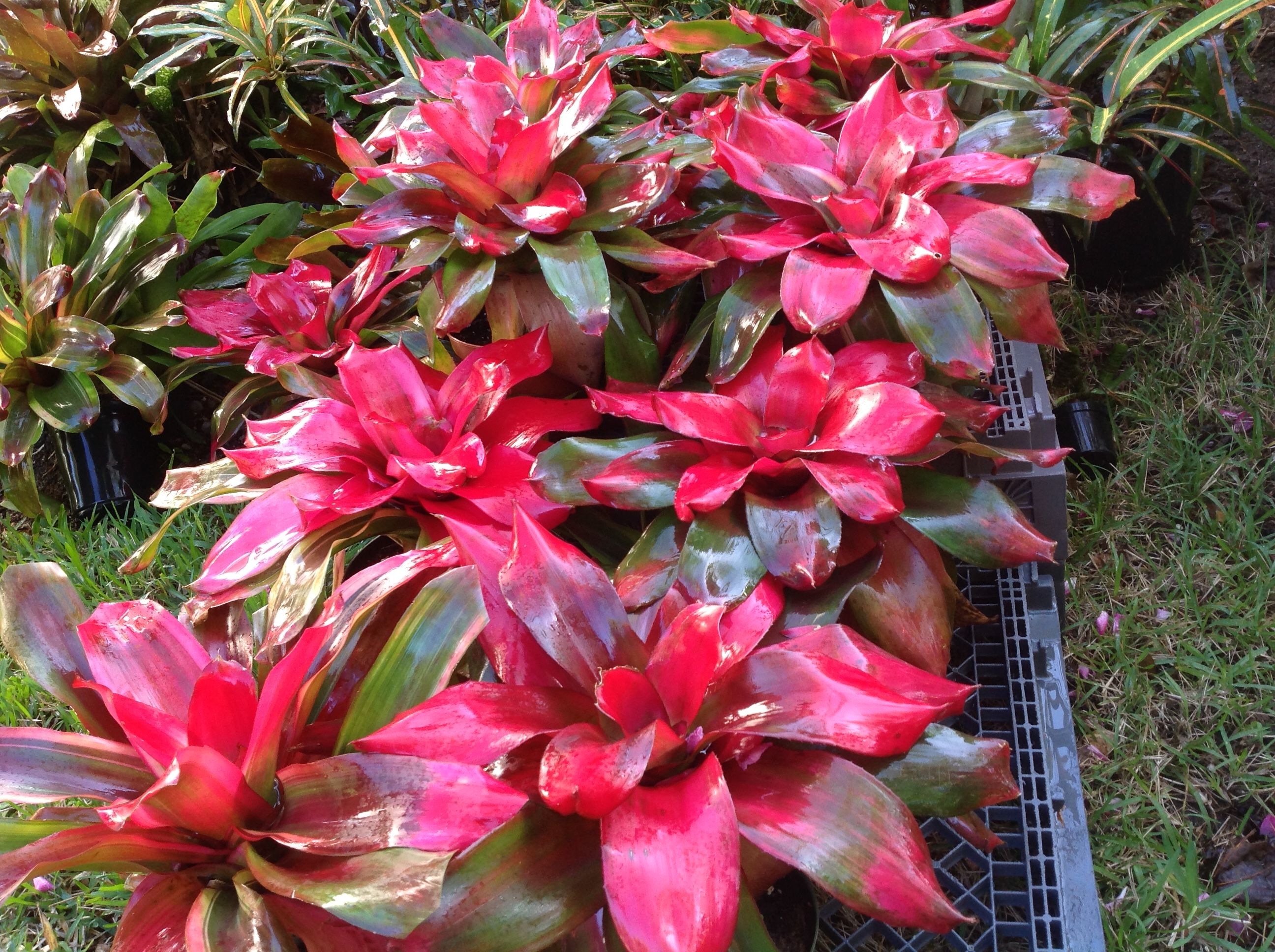 Bromelia Exotica 12 wood panel