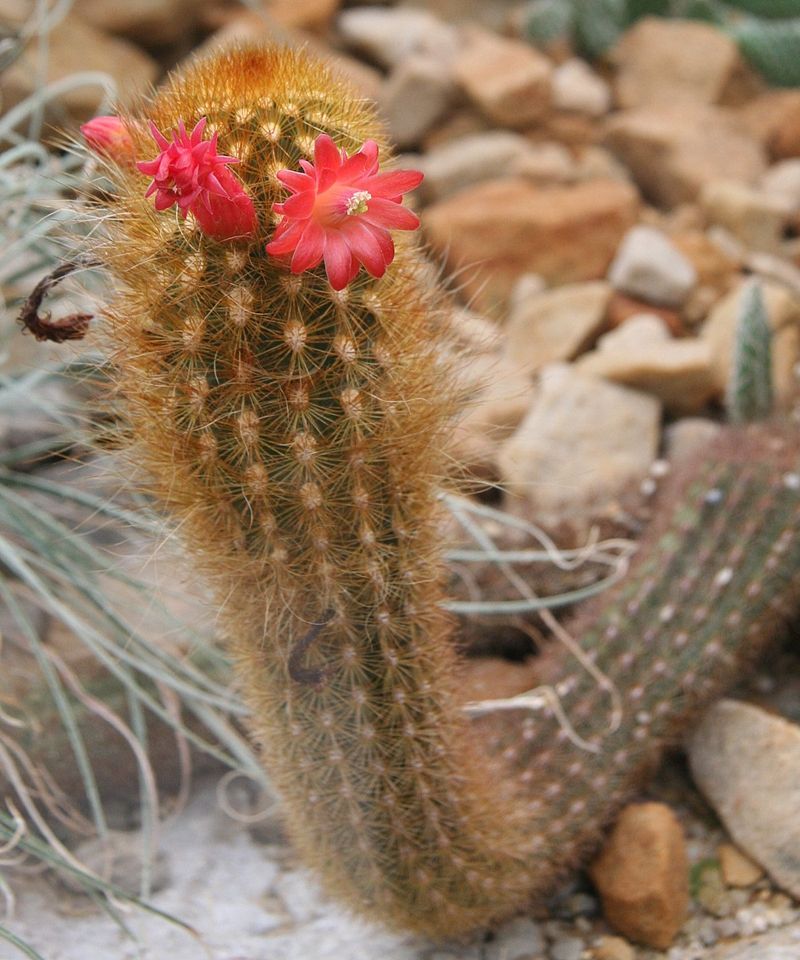 Cleistocactus icosagonus | Cactus planta, Jardinería, Plantas