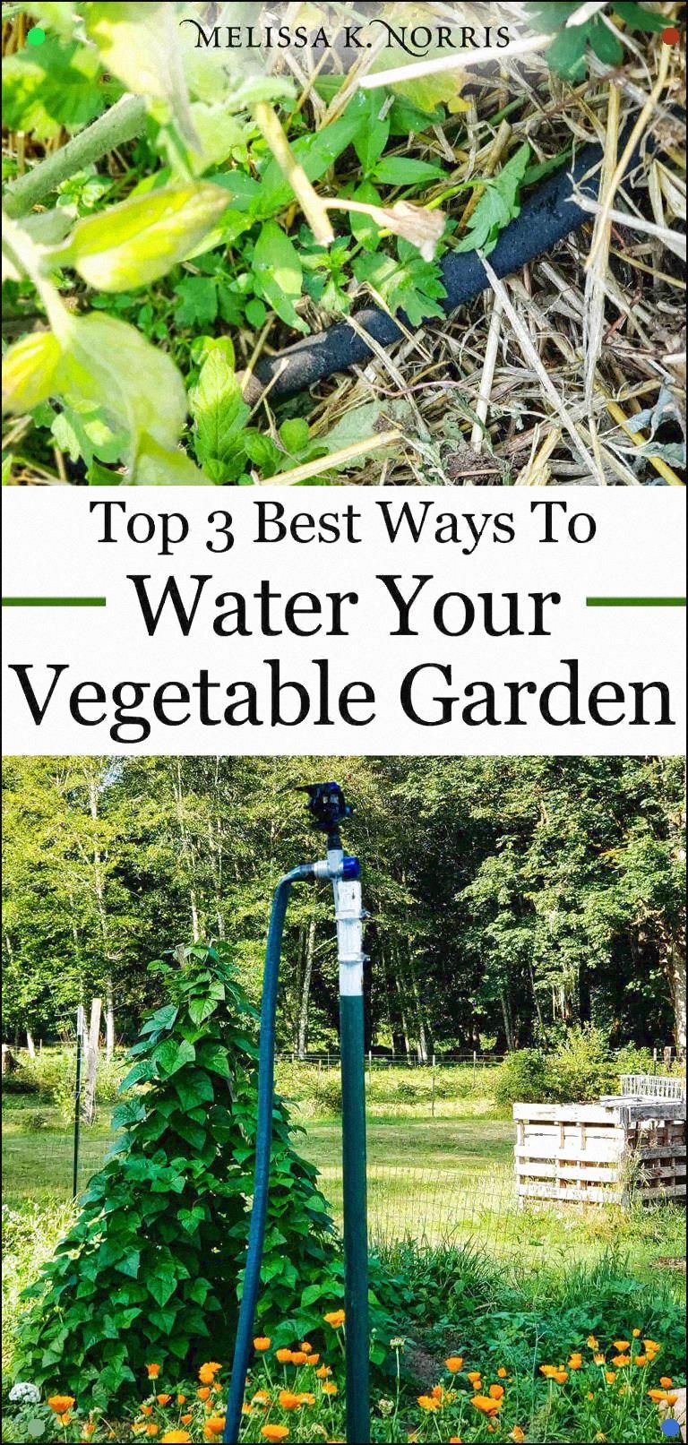 Best Way To Water Vegetable Garden To Help Eliminate Disease And Best Way To Water Vegetable Garden To Help Eliminate Disease And