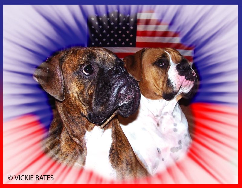 Boxers Tiffany And Diamond Boxer Dogs Boxer