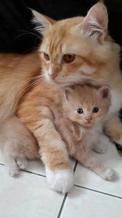 48aaebedc679d0bb629a Jpg 405 7 Pixeles Chats Et Chatons Chats Adorables Animaux 48aaebedc679d0bb629a Jpg 405 7 Pixeles Chats Et Chatons Chats Adorables Animaux