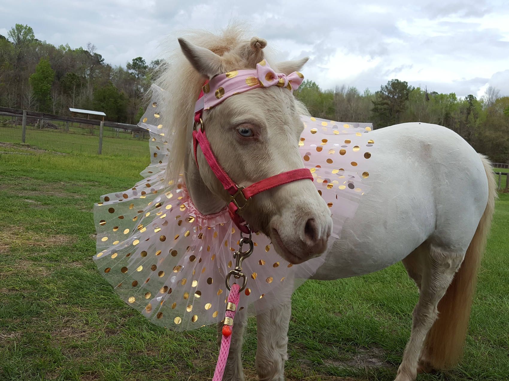 horse tutu costume