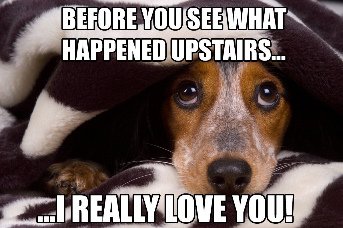 Dog House Breaking Meme Funny Dog Memes Dog Memes Funny Dogs