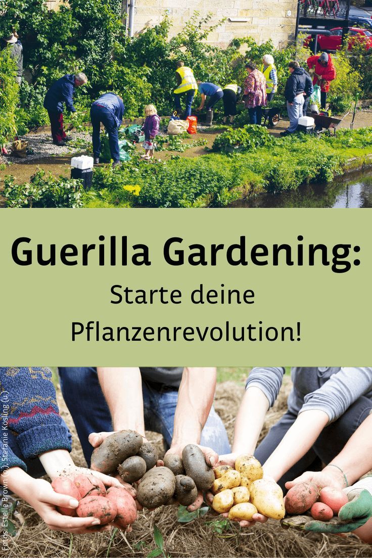 Gärtnern als rebellischer Akt? Richtig gehört: Das ist Guerilla Gardening. 😎 Dabei wird einfach drauflos gepflanzt – und erst später um Erlaubnis gefragt. Für ein grüneres Stadtbild, für urbane Selbstversorgung, als politisches Statement … Erfahre in unserem Magazinbeitrag, welche Philosophie genau dahintersteht und wie du selber Gartenrebell*in werden kannst. 🌱💪 #guerillagardening #guerillagardeninggeschichte #guerillagardeningideen Guerrilla Gardening, Kitchen Garden, Homesteading, Brownie, Prepping, Survival, Urban Gardening, Material, Crafts