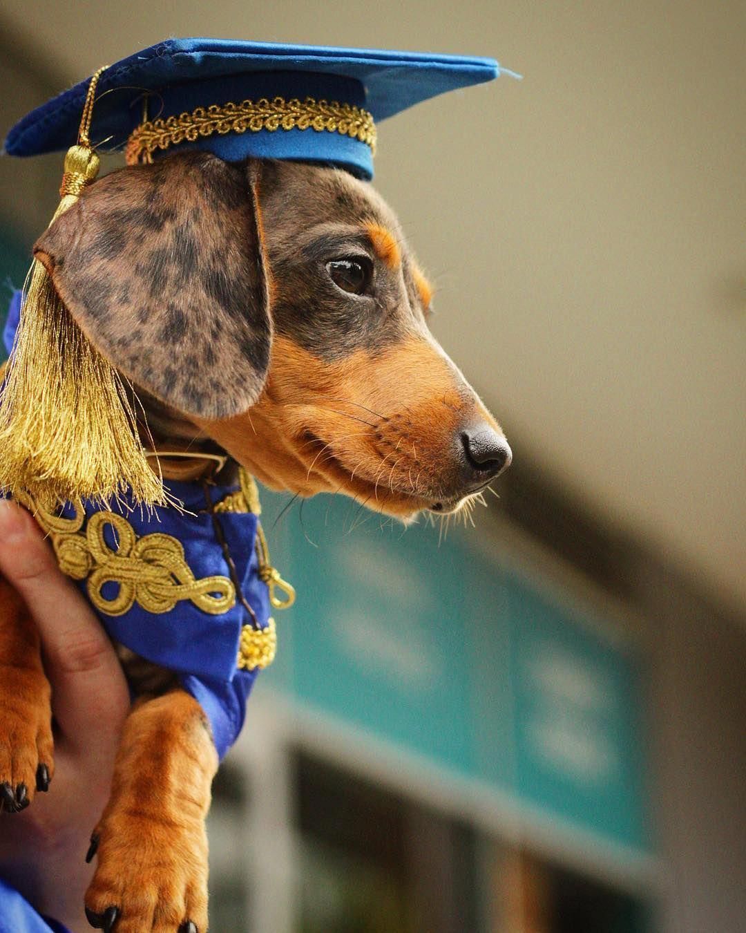 Dachshund Facts Dachshund Puppies Dachshund Dog Funny